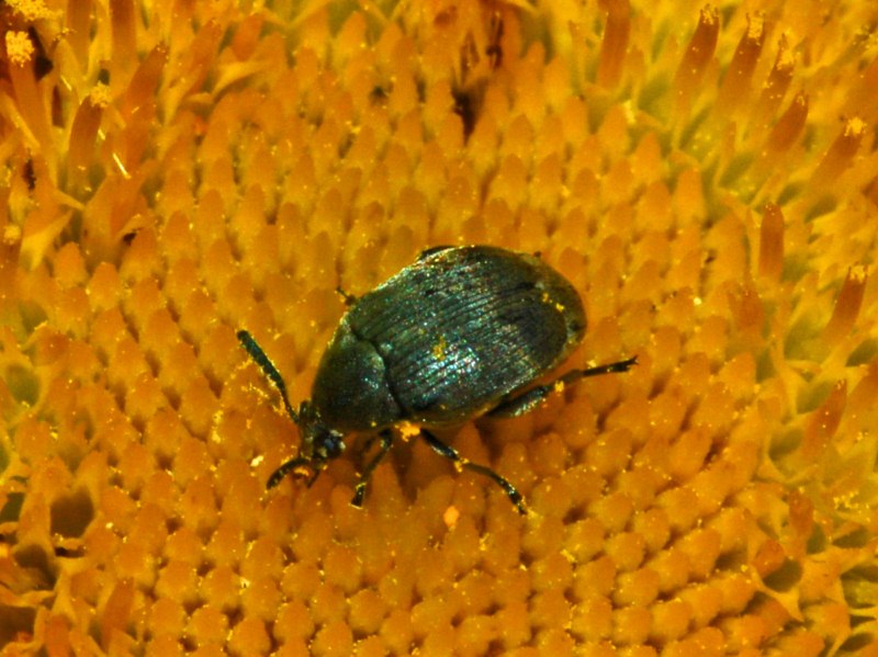 Spermophagus sp. (Chrysomelidae Bruchinae)